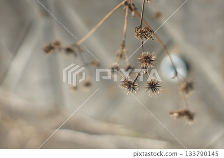 Withered plants 133790145