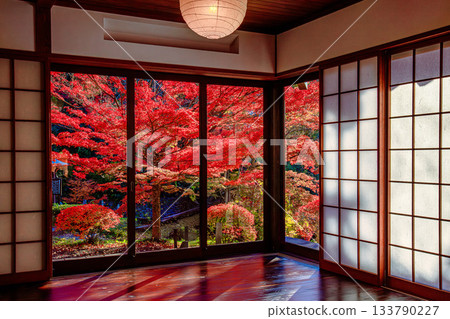 Bright red autumn leaves at Bunchizuri Kannon Temple (Fukushima City, Fukushima Prefecture, mid-November afternoon) 133790227