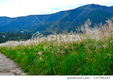 Hakone Sengokuhara scenery 133790267