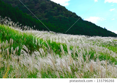 Hakone Sengokuhara scenery Hakone Sengokuhara scenery 133790268