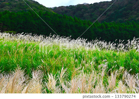 Hakone Sengokuhara scenery 133790274