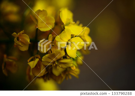 強姦開花 強姦開花 133790288