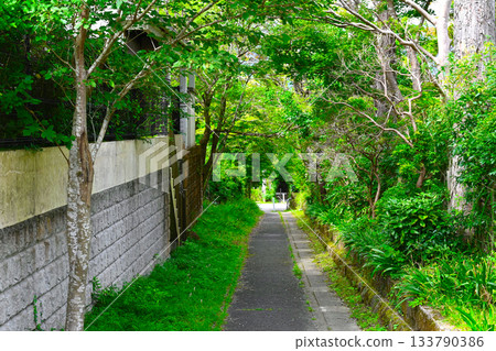 箱根仙石原景色 133790386