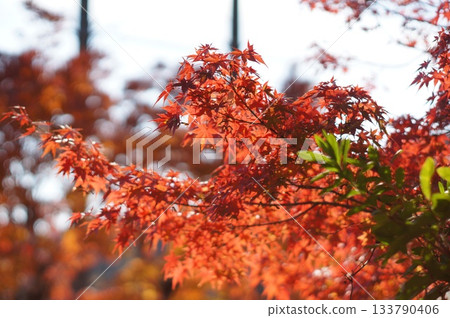 Maple trees shining through the setting sun 133790406