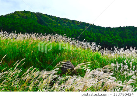 Hakone Sengokuhara scenery 133790424