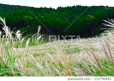 Hakone Sengokuhara scenery Hakone Sengokuhara scenery 133790493