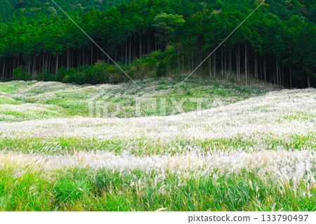 箱根仙石原景色 箱根仙石原景色 133790497
