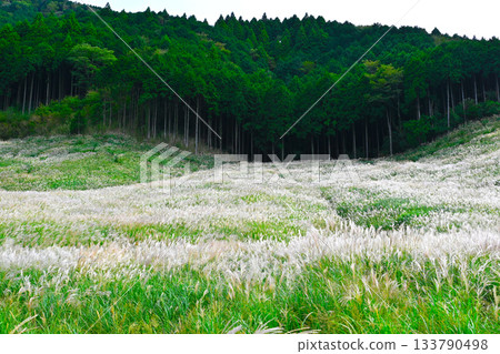 箱根仙石原景色 箱根仙石原景色 133790498