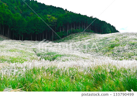 箱根仙石原景色 133790499