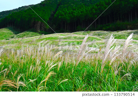 箱根仙石原景色 133790514