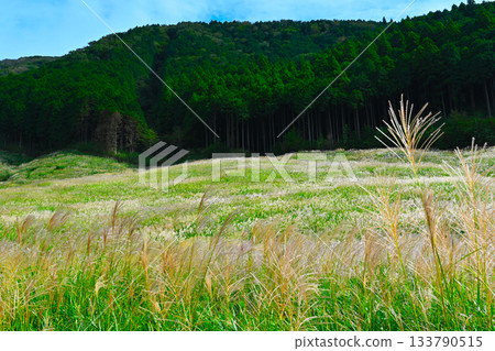 Hakone Sengokuhara scenery 133790515