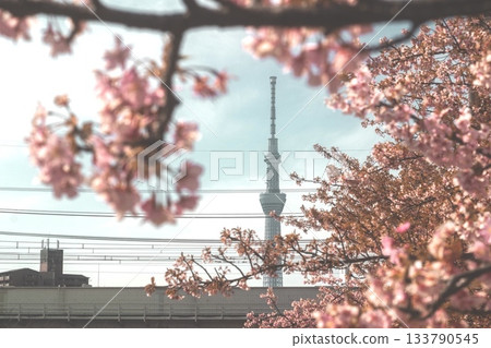 Cherry blossoms in bloom, Sky Tree and Kawazuzakura Cherry blossoms in bloom, Sky Tree and Kawazuzakura 133790545