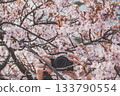 Camera taking pictures of cherry blossoms 133790554