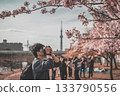 A man photographing cherry blossoms 133790556