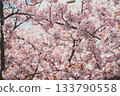 Cherry tree in full bloom 133790558