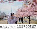 A man taking a photo in a park with cherry blossoms 133790567