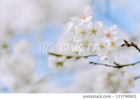Somei Yoshino close-up 133790601