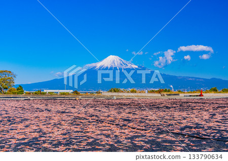 [Shizuoka Prefecture] Sun-dried Sakura shrimp on the banks of the Fuji River and Mount Fuji 133790634