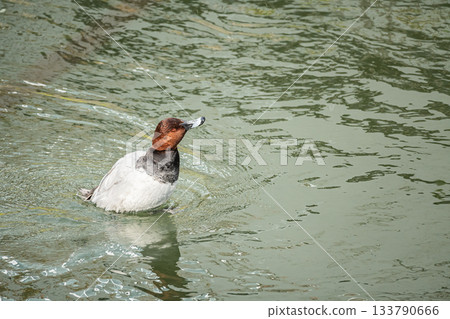 Hoshihaziro（男） 133790666