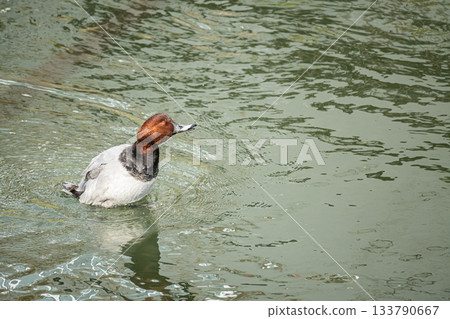 Hoshihaziro（男） 133790667