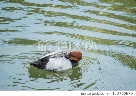 一隻雄性紅頭潛鴨在水面上漂浮時梳理毛髮。 133790670