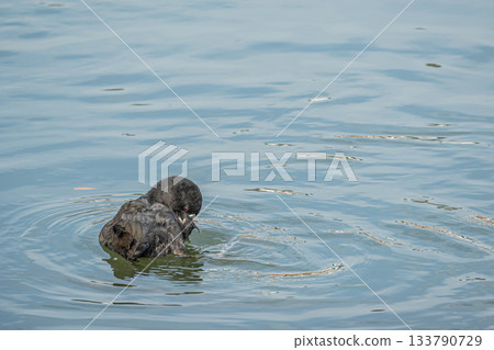 京都琵琶湖運河，白骨頂 133790729