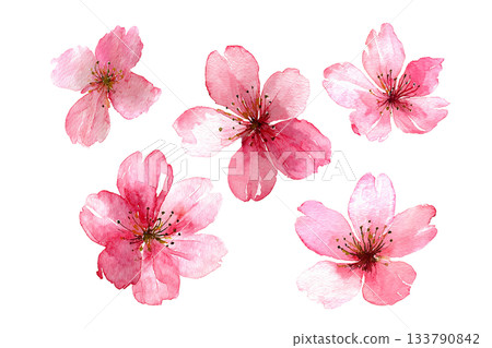 櫻花插畫套裝，春天，剪紙素材，水彩風格 133790842
