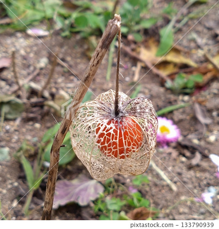 銀色地櫻桃網 銀色地櫻桃網 133790939