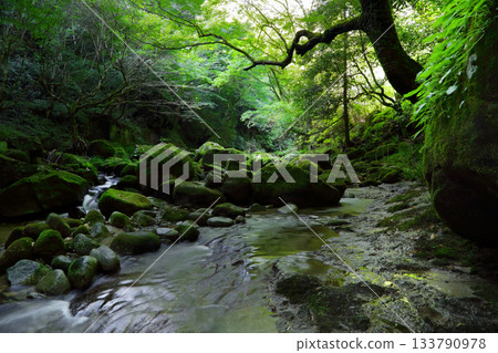 Romantic Ibaraki (As summer fades away, the green light fades away with the wind in the valley.) Hananuki Valley, Takahagi City Romantic Ibaraki (As summer fades away, the green light fades away with the wind in the valley.) Hananuki Valley, Takahagi City 133790978