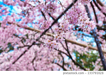 京都吹花天滿宮（京都府京都市上京區）美麗的垂枝櫻花 133791028