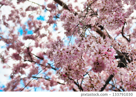京都吹花天滿宮（京都府京都市上京區）美麗的垂枝櫻花 133791030