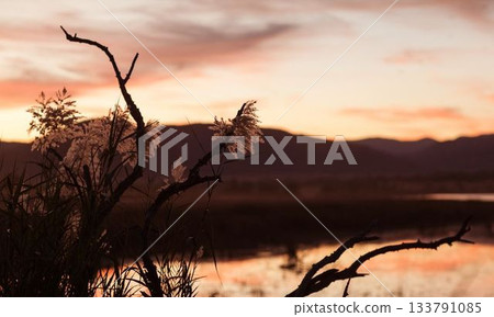 Plants by lake during sunset 133791085