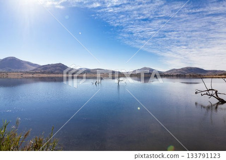 flat illustration is showing calm lake reflecting dead tree stumps, with reeds hills and lens flare flat illustration is showing calm lake reflecting dead tree stumps, with reeds hills and lens flare 133791123