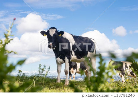 Black white dairy cow is standing on lush hillside pasture in flat design under cloudy sky 133791240