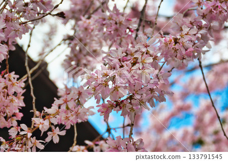 京都吹花天滿宮(京都府京都市上京區)美麗的垂枝櫻花 京都吹花天滿宮(京都府京都市上京區)美麗的垂枝櫻花 133791545