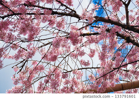 京都吹花天滿宮(京都府京都市上京區)美麗的垂枝櫻花 京都吹花天滿宮(京都府京都市上京區)美麗的垂枝櫻花 133791601