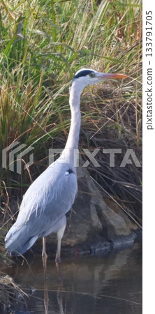 Gray heron 133791705