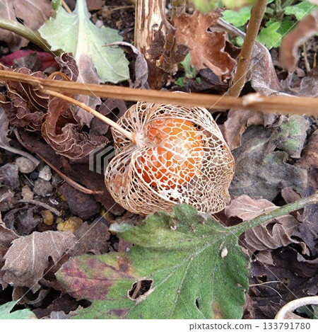 The beautifully arranged thin mesh pattern of the openwork ground cherry The beautifully arranged thin mesh pattern of the openwork ground cherry 133791780