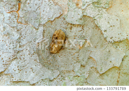 螳螂卵囊產在樹皮上的特寫鏡頭 133791789