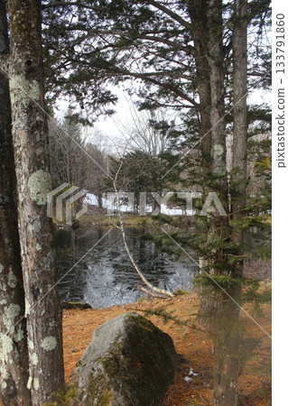 Vertical nature shot featuring a forest pond naturally framed by tree trunks in the foreground Vertical nature shot featuring a forest pond naturally framed by tree trunks in the foreground 133791860