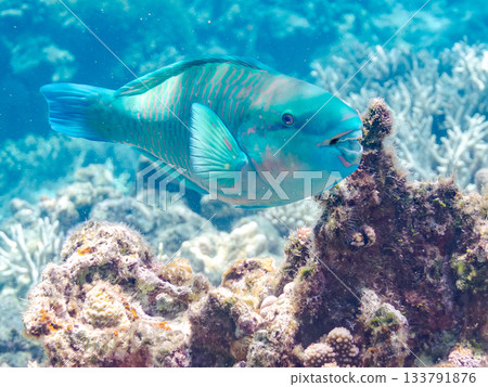 Beautiful humphead wrasse. Beautiful coral reefs and schools of tropical fish. Kabi Island, Kerama Islands, Shimajiri District, Okinawa Prefecture, Zamami Island - 2025 133791876