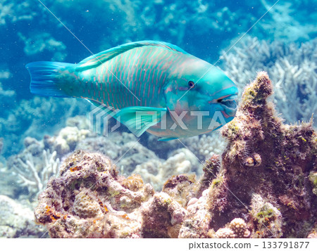 Beautiful humphead wrasse. Beautiful coral reefs and schools of tropical fish. Kabi Island, Kerama Islands, Shimajiri District, Okinawa Prefecture, Zamami Island - 2025 Beautiful humphead wrasse. Beautiful coral reefs and schools of tropical fish. Kabi Island, Kerama Islands, Shimajiri District, Okinawa Prefecture, Zamami Island - 2025 133791877
