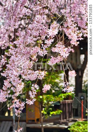 京都吹花天滿宮(京都府京都市上京區)美麗的垂枝櫻花 京都吹花天滿宮(京都府京都市上京區)美麗的垂枝櫻花 133791885