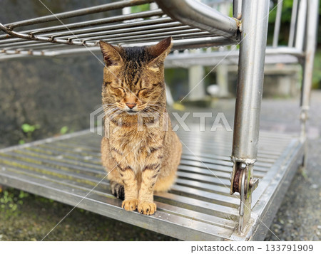 台灣猴貓村 台灣猴貓村 133791909