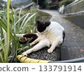 Taiwanese monkey cat village 133791914