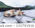 Taiwan Houtong Cat Village: Cats sleeping on the roof 133791916