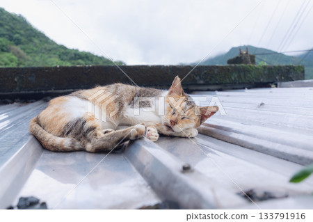 台灣猴硐貓村：貓咪在屋頂睡覺 133791916