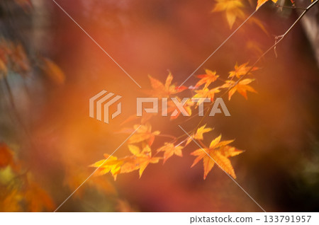 Autumn leaves Autumn leaves 133791957