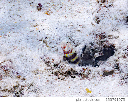 Coexistence of red-necked goby and white-striped pistol shrimp. Beautiful coral reefs and schools of tropical fish. Kabi Island, Kerama Islands, Shimajiri District, Okinawa Prefecture Coexistence of red-necked goby and white-striped pistol shrimp. Beautiful coral reefs and schools of tropical fish. Kabi Island, Kerama Islands, Shimajiri District, Okinawa Prefecture 133791975