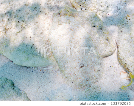Spiny flatfish camouflaging in the sand. Beautiful coral reefs and schools of tropical fish. Kabi Island, Zamami, Kerama Islands, Shimajiri District, Okinawa Prefecture 133792085